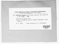Uromyces gageae image